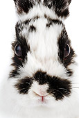 RAB 01 MH0002 01
Head Shot Of Jersey Wooly Rabbit On White Seamless