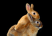 RAB 01 RK0021 01
Brown Rabbits Studio