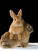 RAB 01 RK0021 06
Brown Rabbits Studio