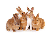 RAB 01 RK0024 01
Warren of Rabbits White Seamless