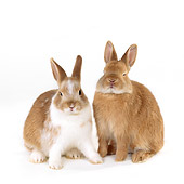 RAB 01 RK0025 04
Two Brown Rabbits On White Seamless Facing Camera