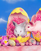 RAB 01 RK0027 12
Easter Bunnies In Egg Shell Blue Sky Background
