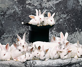 RAB 01 RK0037 16
A Warren Of White Rabbits By Magic Hat Gray Background