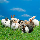 RAB 01 RK0058 15
A Group Of Mixed Rabbits  On Grass Studio