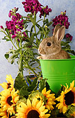 RAB 01 SJ0001 01
Domestic Rabbit Sitting In Green Bucket By Flowers In Studio