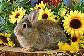 RAB 01 SJ0002 01
Domestic Rabbit Sitting On Stump By Sunflowers