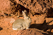 RAB 01 SK0001 01
Mountain Cottontail Rabbit Sitting In Canyon