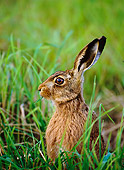 RAB 01 WF0001 01
European Brown Hare Sitting Upright In Grass