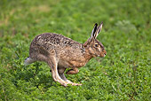RAB 01 WF0003 01
European Brown Hare Running Through Grass Field In Spring