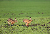 RAB 01 WF0004 01
Two European Brown Hares Running Through Grass Field In Spring