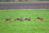 RAB 01 WF0005 01
Three European Brown Hare Males Chasing Female In Grass Field In Spring