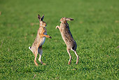 RAB 01 WF0006 01
European Brown Hares Chasing Each Other In Grass Field In Spring