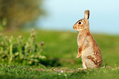 RAB 01 WF0008 01
Young European Rabbit Sitting Upright On Grass
