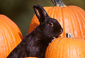 RAB 01 GR0002 03
Domestic Black Rabbit Kit By Pumpkins