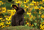 RAB 01 GR0003 01
Domestic Black Rabbit Kit Sitting Atop Rock In Yellow Flower Field