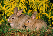 RAB 01 GR0013 01
Two Rabbit Kits Sitting On Grass By Yellow Flowers