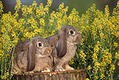 RAB 01 GR0014 02
Two Domestic Mini-lop Rabbits On Tree Stump By Yellow Flowers