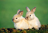 RAB 01 GR0033 01
Two Domestic Rabbit Kits Sitting On Moss