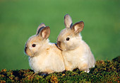 RAB 01 GR0033 02
Two Domestic Rabbit Kits Sitting On Moss