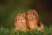 RAB 01 GR0034 01
Two Lop-eared Rabbit Kits On Grass
