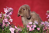 RAB 01 GR0041 01
Domestic Mini-lop Rabbit Kit Sitting By Pink Wildflowers