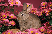 RAB 01 GR0045 02
Domestic Rabbit Kit By Pink Flowers