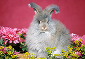 RAB 01 GR0046 03
Domestic Angora Rabbit Kit Sitting With Flowers Studio