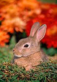 RAB 01 GR0047 01
Head Shot Of Domestic Rabbit Kit Sitting By Flowers