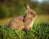RAB 01 GR0050 01
Domestic Gray Rabbit Kit Sitting On Grass