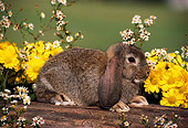 RAB 01 GR0059 01
Domestic Lop-eared Rabbit Kit Sitting On Log By Yellow And White Flowers