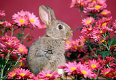 RAB 01 GR0065 01
Domestic Rabbit Kit Sitting By Pink Flowers Studio