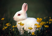 RAB 01 GR0073 01
Domestic Albino Rabbit Kit By Yellow Flowers