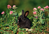 RAB 01 GR0074 01
Domestic Black Rabbit Kit Sitting In Clover