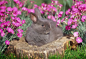 RAB 01 GR0091 01
Netherland Dwarf Rabbit Laying On Stump By Flowers