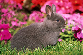 RAB 01 GR0094 03
Netherland Dwarf Rabbit On Grass By Flowers