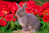 RAB 01 GR0097 02
Netherland Dwarf Rabbit On Rock By Flowers