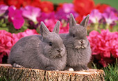 RAB 01 GR0100 01
Netherland Dwarf Rabbits On Stump By Flowers