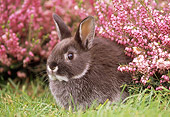 RAB 01 GR0103 01
Netherland Dwarf Rabbit On Grass By Flowers
