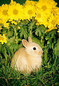 RAB 01 GR0109 01
Netherland Dwarf Rabbit Kit Sitting By Yellow Flowers