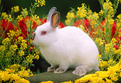 RAB 01 GR0115 01
Netherland Dwarf Rabbit Sitting On Rock By Flowers