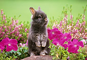 RAB 01 GR0122 01
Lionhead Rabbit On Rock By Flowers
