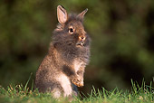 RAB 01 GR0130 02
Lionhead Rabbit On Grass