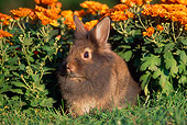 RAB 01 GR0131 01
Lionhead Rabbit On Grass By Flowers