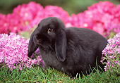 RAB 01 GR0139 01
Mini Lop Rabbit On Grass By Flowers