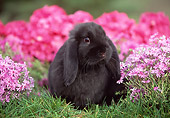 RAB 01 GR0139 02
Mini Lop Rabbit On Grass By Flowers