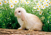 RAB 01 GR0141 01
Mini Lop Rabbit Sitting On Log By Flowers