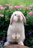 RAB 01 GR0143 01
Mini Lop Rabbit On Rock By Flowers