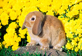 RAB 01 GR0149 01
Mini Lop Rabbit Sitting On Rock By Flowers