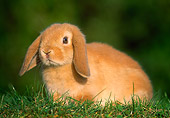 RAB 01 GR0150 01
Mini Lop Rabbit On Grass
