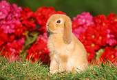 RAB 01 GR0151 03
Mini Lop Rabbit Sitting On Grass By Red Flowers